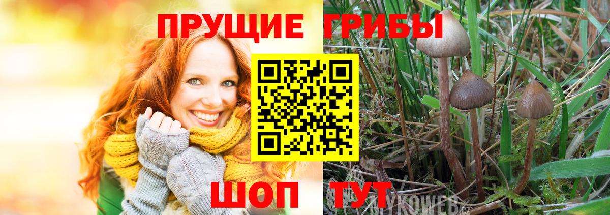 Галлюциногенные грибы Cubensis  Вход с VPN  Похвистнево  Галлюциногенные грибы Psilocybe 
